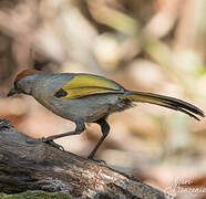 Silver-eared Laughingthrush