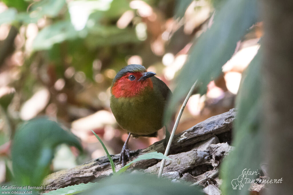 Scarlet-faced Liocichlaadult, identification