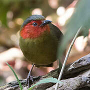 Scarlet-faced Liocichla