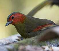 Scarlet-faced Liocichla