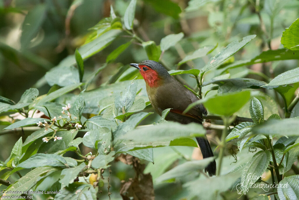 Scarlet-faced Liocichlaadult, identification