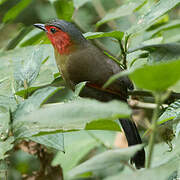 Scarlet-faced Liocichla