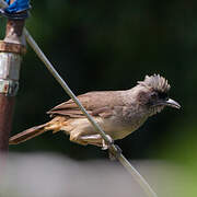 Masked Laughingthrush