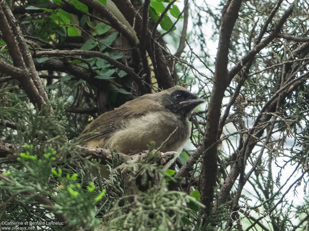 Garrulaxe masquéjuvénile, identification