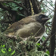 Masked Laughingthrush