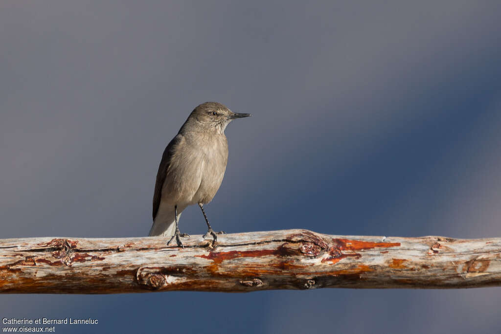 Black-billed Shrike-Tyrantadult, pigmentation, fishing/hunting