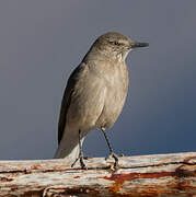 Black-billed Shrike-Tyrant