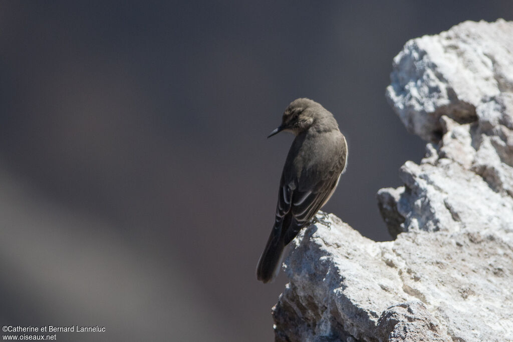 Black-billed Shrike-Tyrant