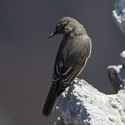 Black-billed Shrike-Tyrant