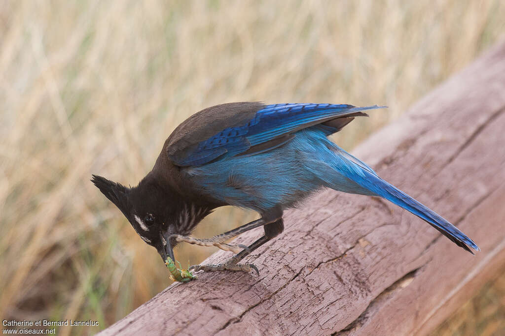 Steller's Jayadult, feeding habits, eats