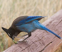 Steller's Jay