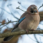 Eurasian Jay