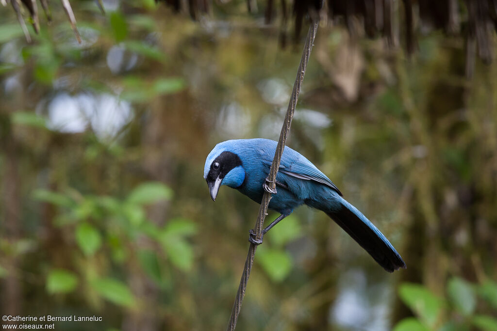 Turquoise Jayadult, Behaviour