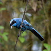 Turquoise Jay