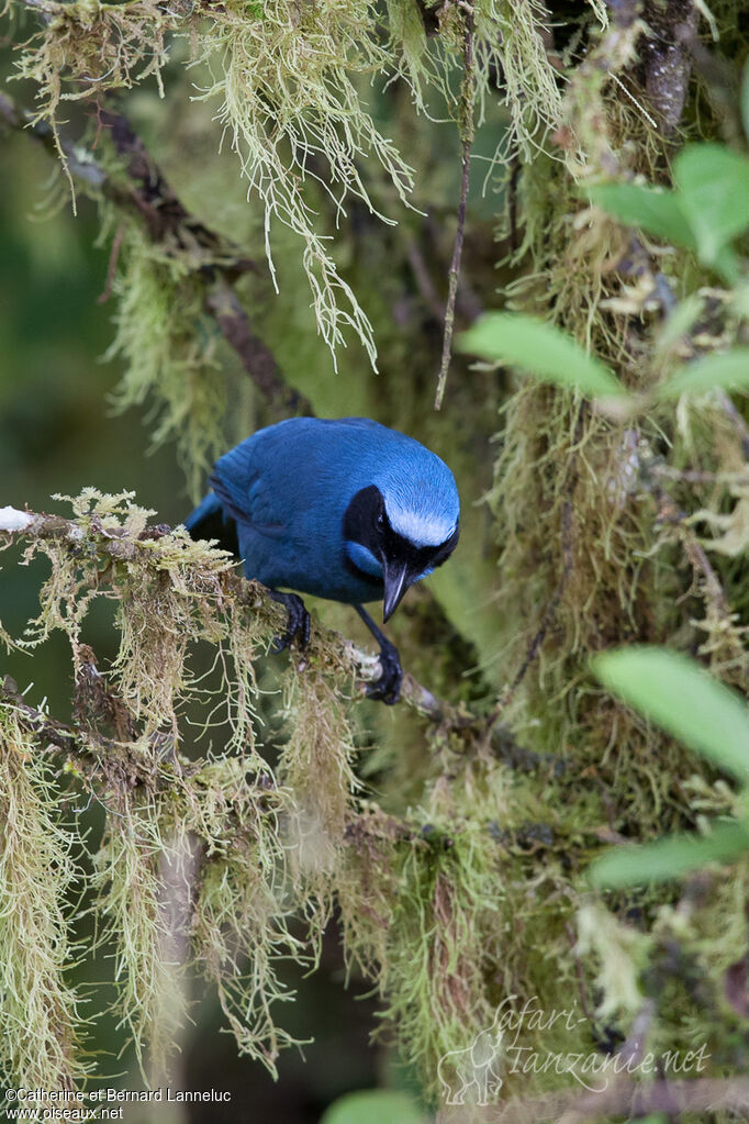 Geai turquoiseadulte, habitat, Comportement