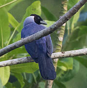 Violaceous Jay