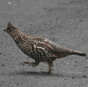 Ruffed Grouse