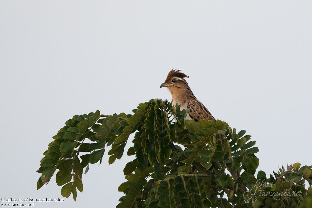 Striped Cuckoo