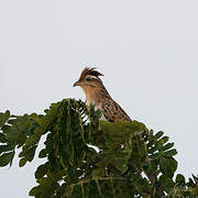 Striped Cuckoo