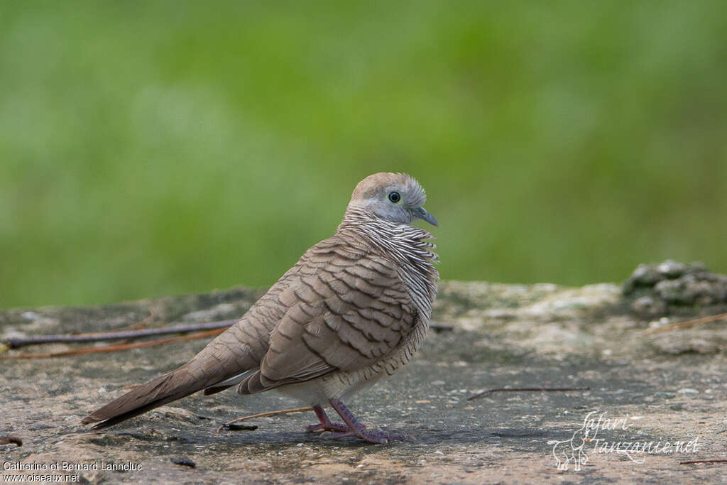 Zebra Doveadult, aspect, pigmentation