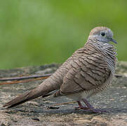 Zebra Dove