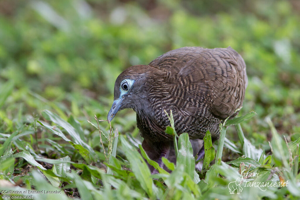 Zebra Doveadult, feeding habits