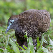 Zebra Dove