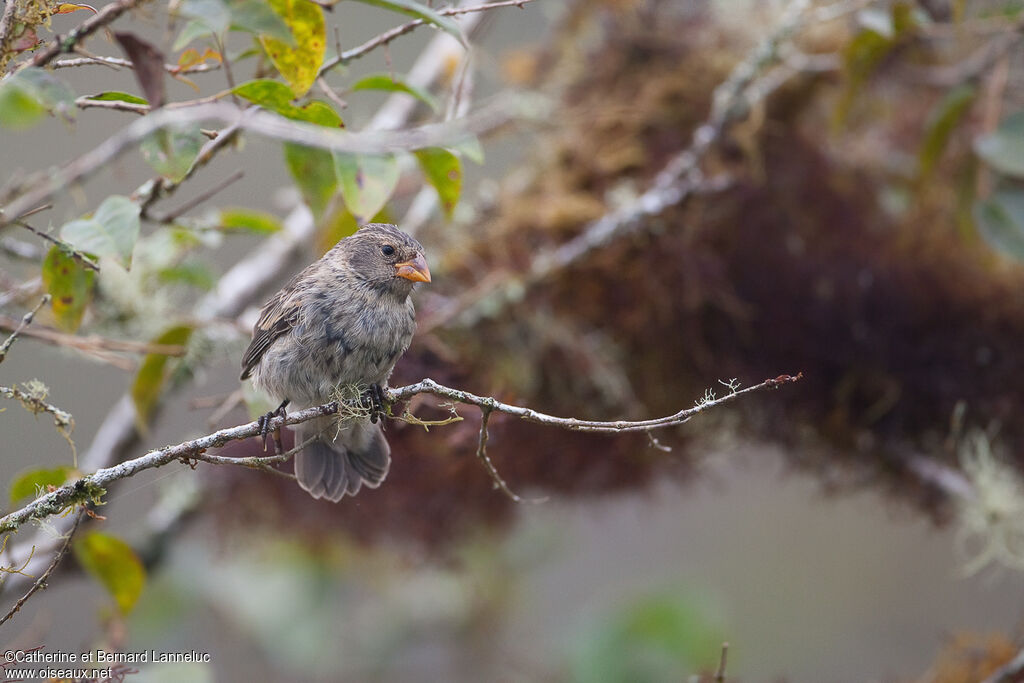 Medium Ground Finch