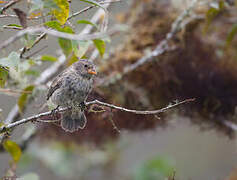 Medium Ground Finch