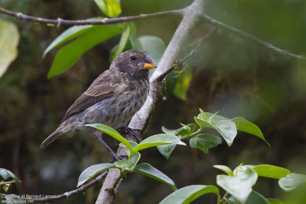 Medium Ground Finch female adult