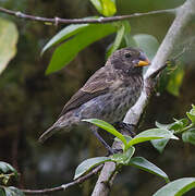 Medium Ground Finch