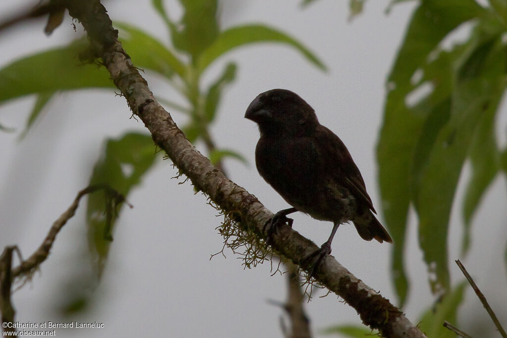 Large Ground Finch male adult