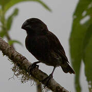 Large Ground Finch