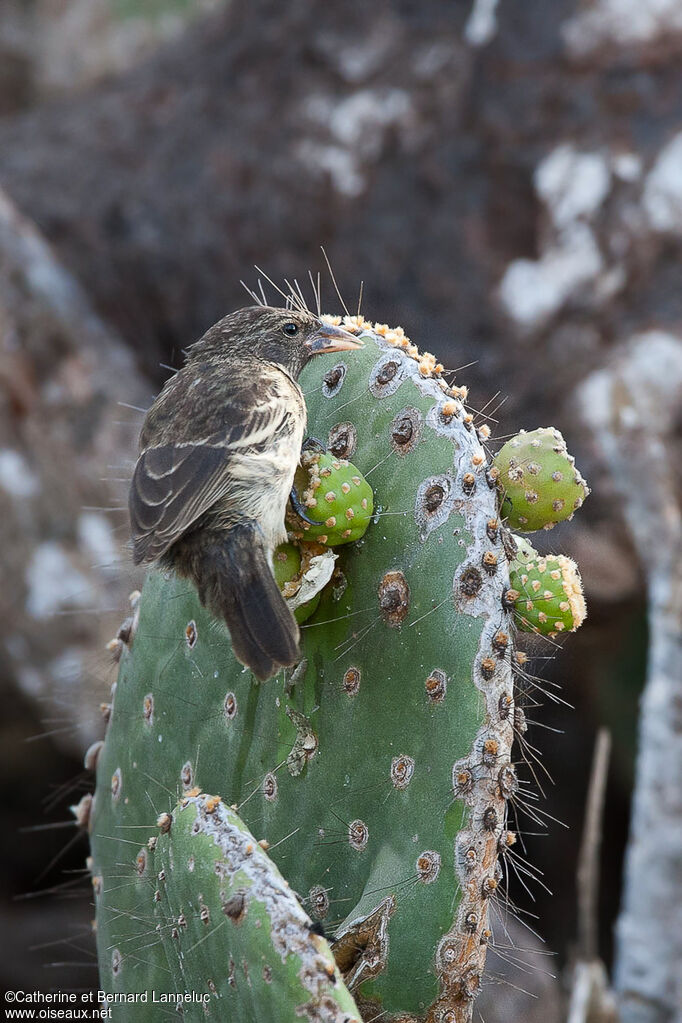 Géospize des cactus, identification, régime, Comportement