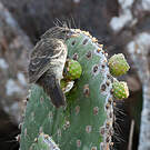 Géospize des cactus