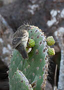 Géospize des cactus