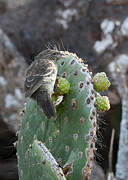 Common Cactus Finch