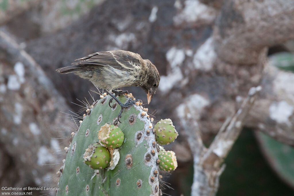 Géospize des cactus femelle, régime, Comportement