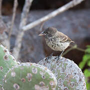 Common Cactus Finch