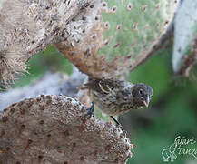 Common Cactus Finch