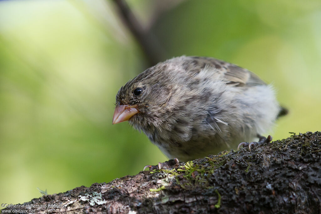 Géospize fuligineux femelle adulte, identification