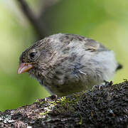 Small Ground Finch