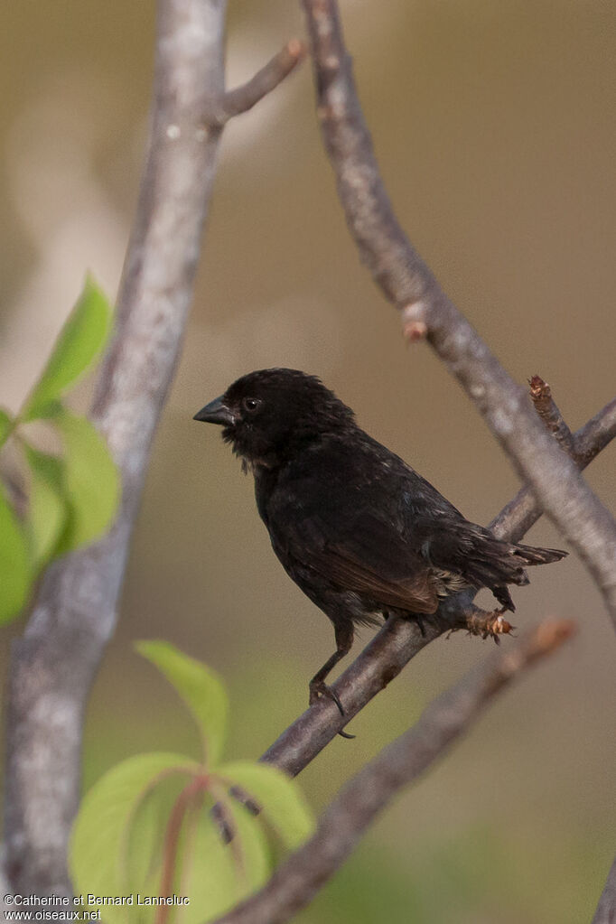 Small Ground Finch male adult