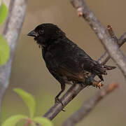 Small Ground Finch