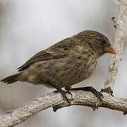 Small Ground Finch