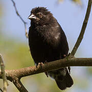 Small Ground Finch