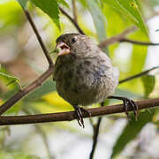 Small Ground Finch