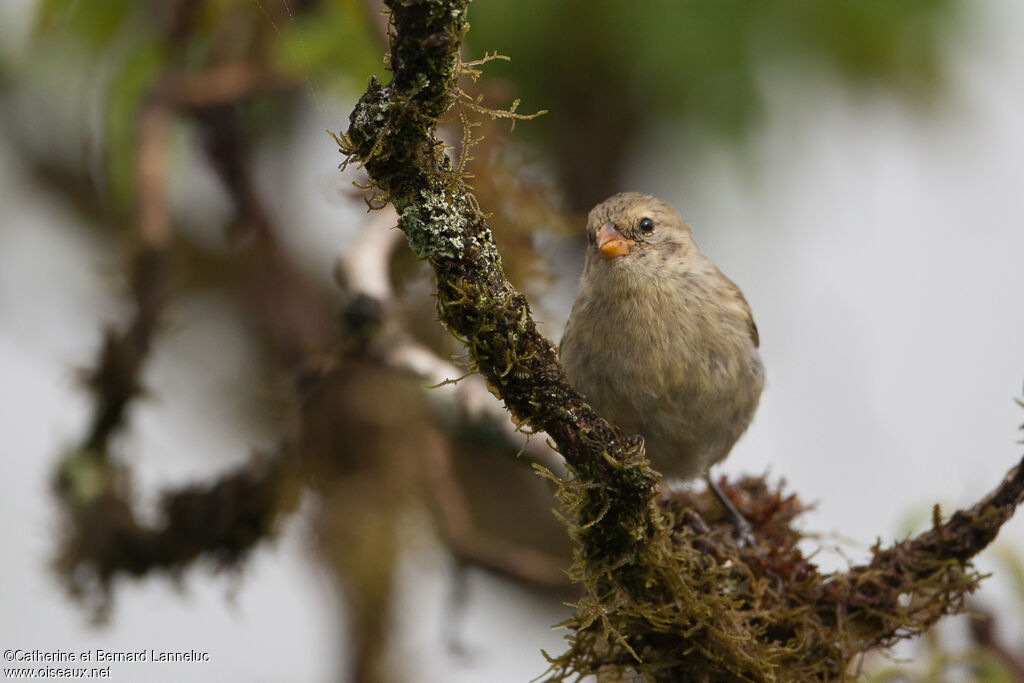 Small Tree Finchadult