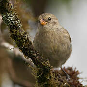 Small Tree Finch