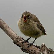 Small Tree Finch